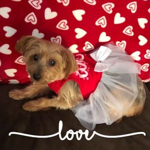 Meet your Posher, Lois